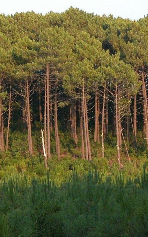 ForetLandes